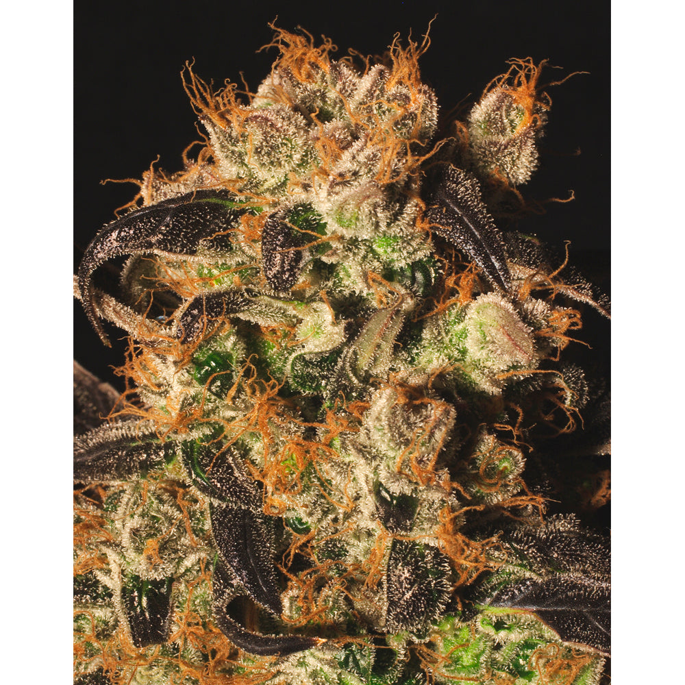 White Berry