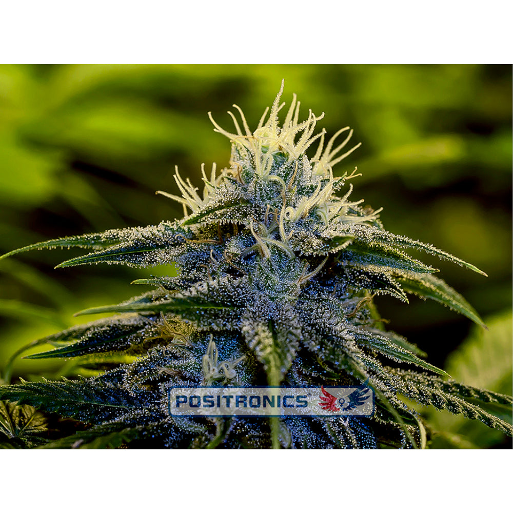 Afghan Express