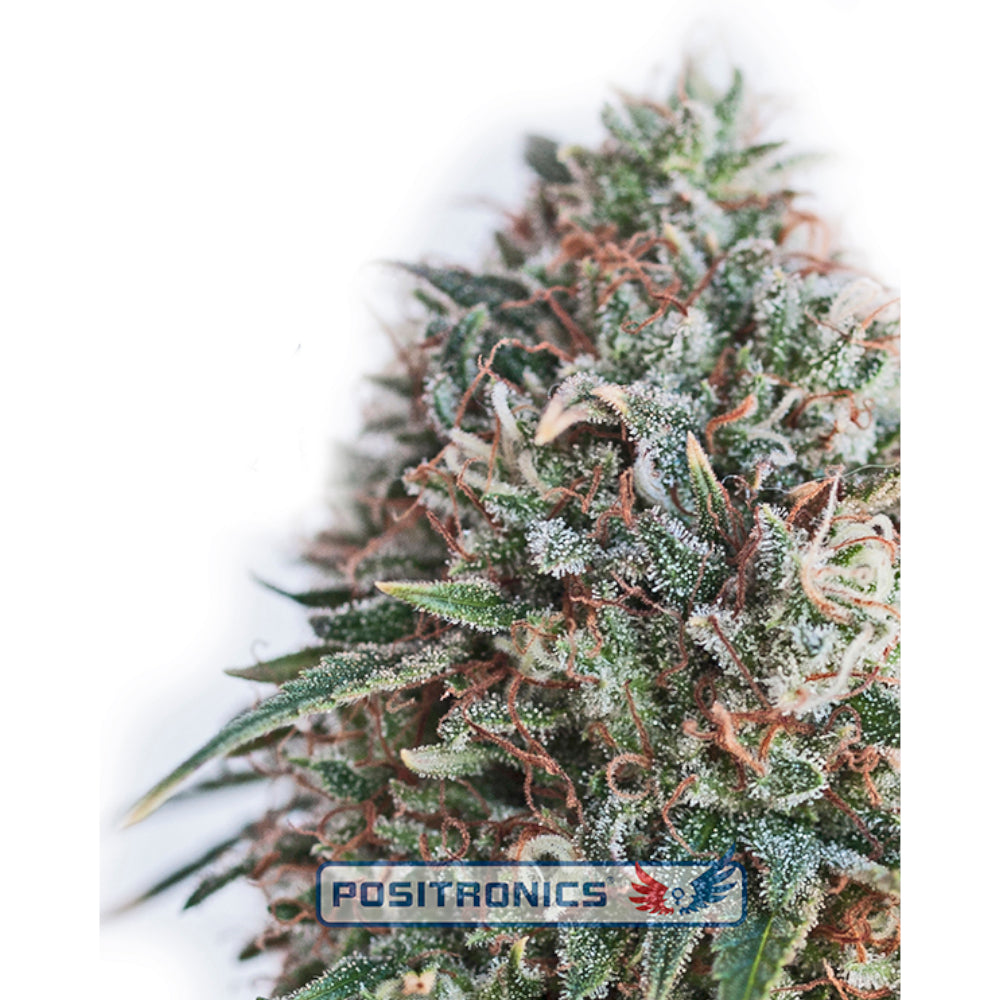 CBD+Critical 47