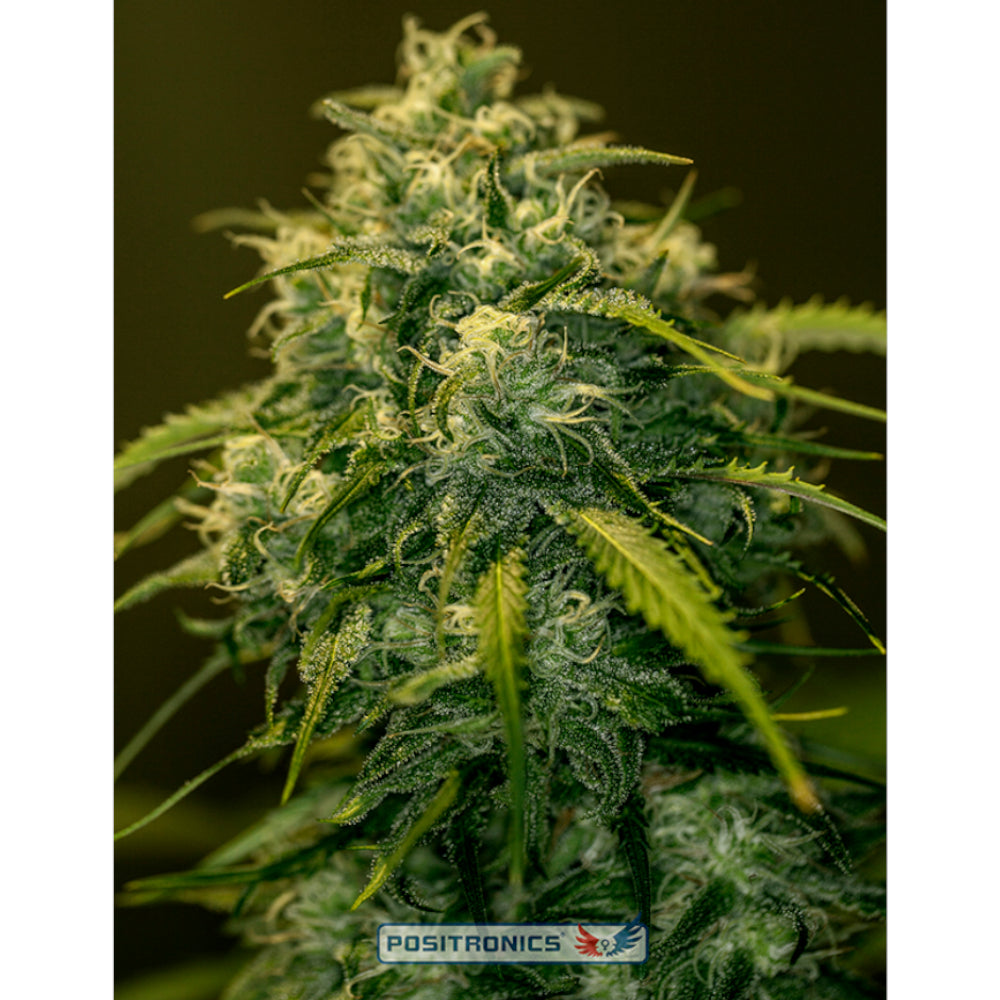 Jack Diesel CBD