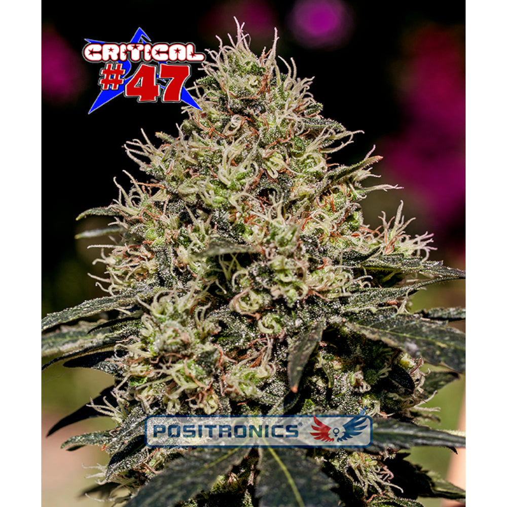Critical No-47