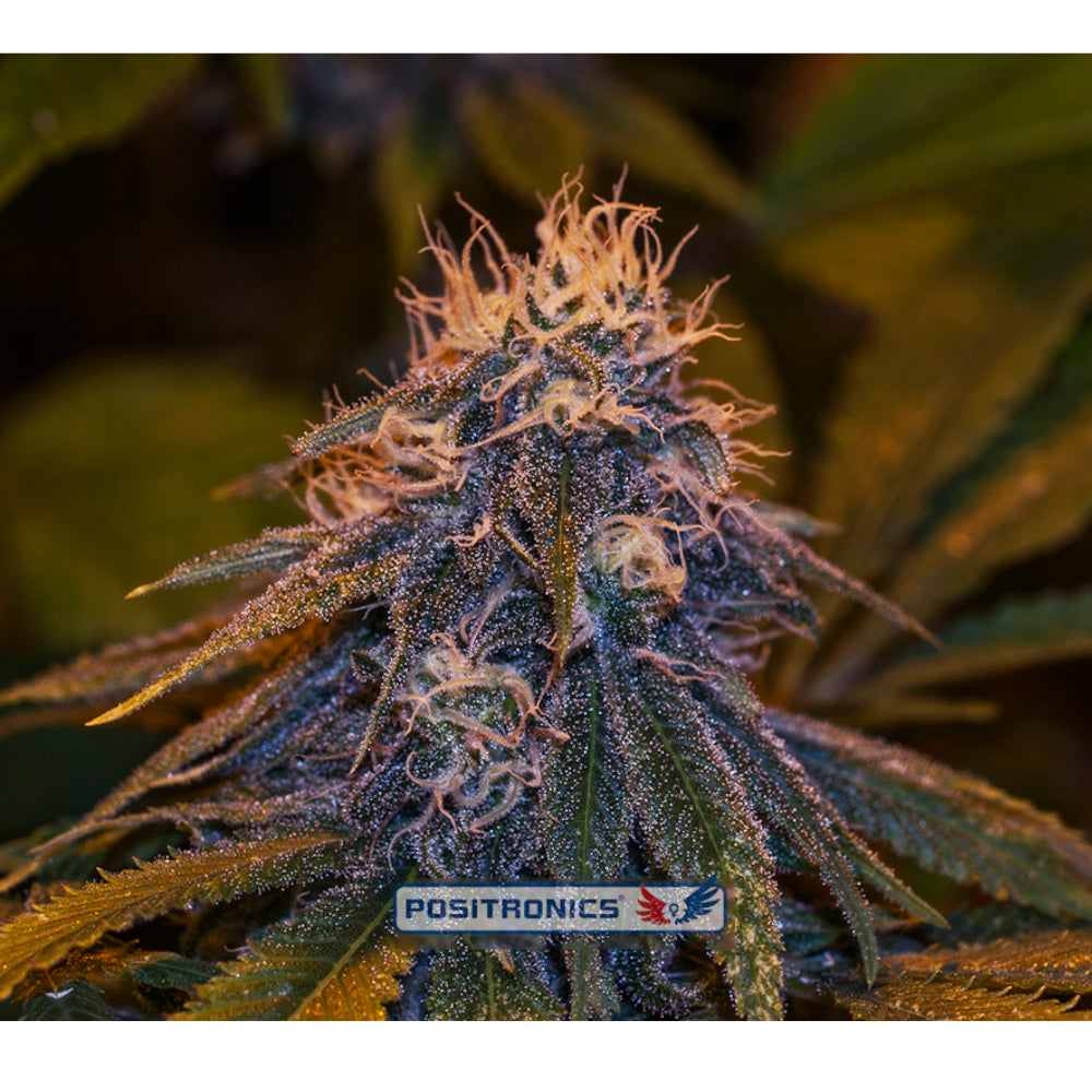 Critical No-47 Express