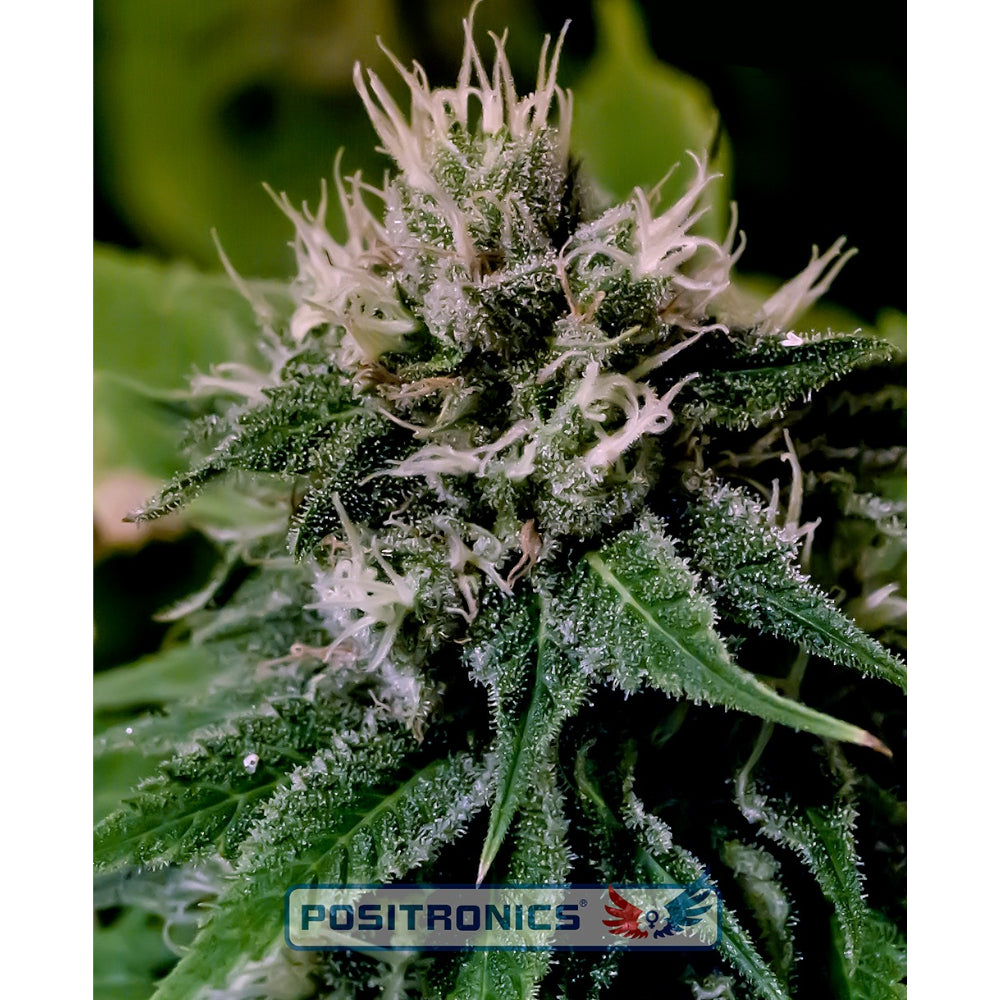 Critical Express