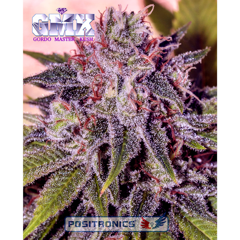 Gordo Master Kush