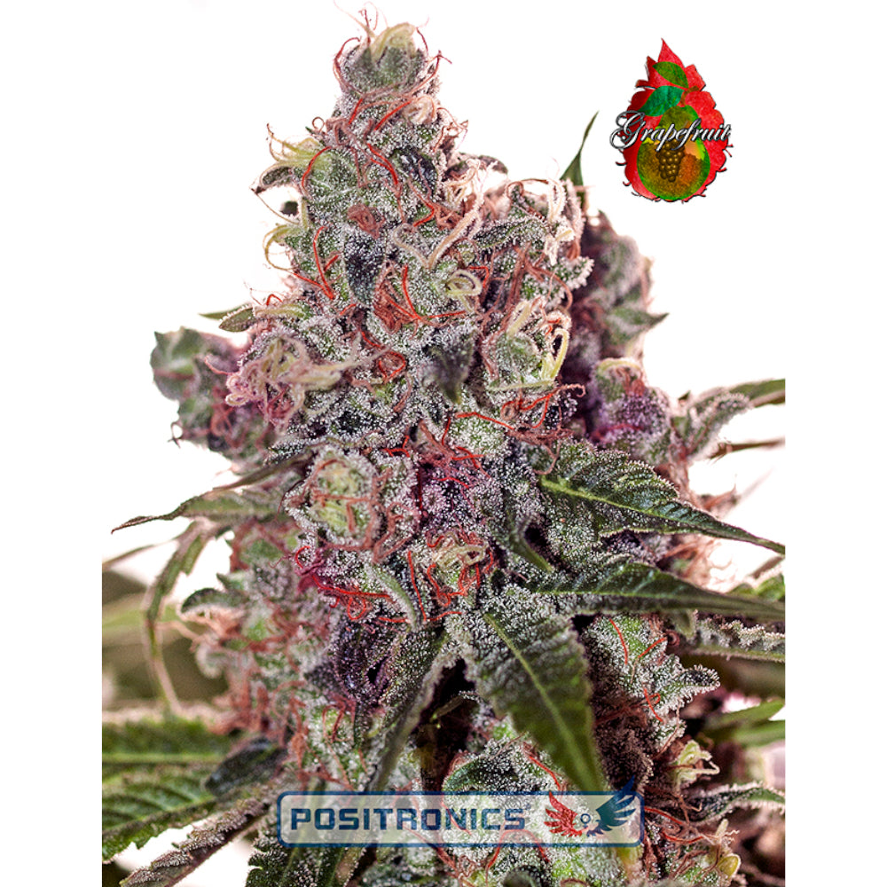 Grapefruit