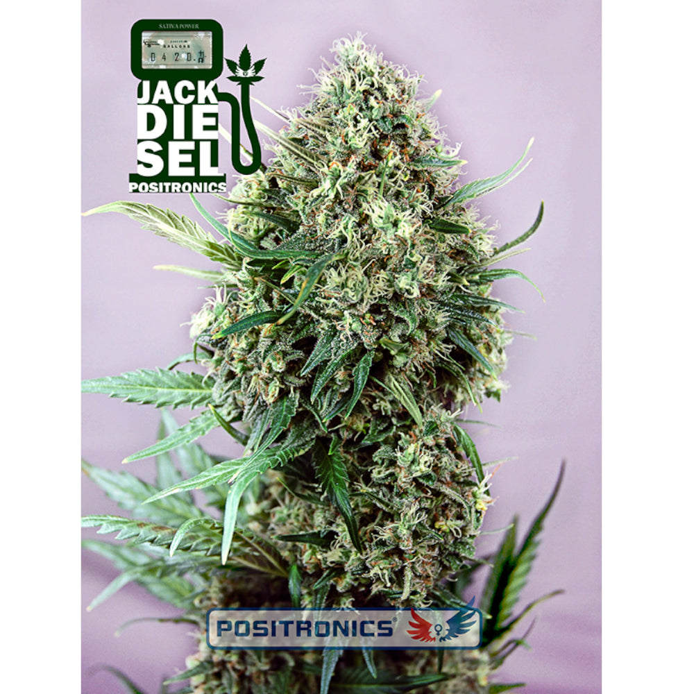 Jack Diesel