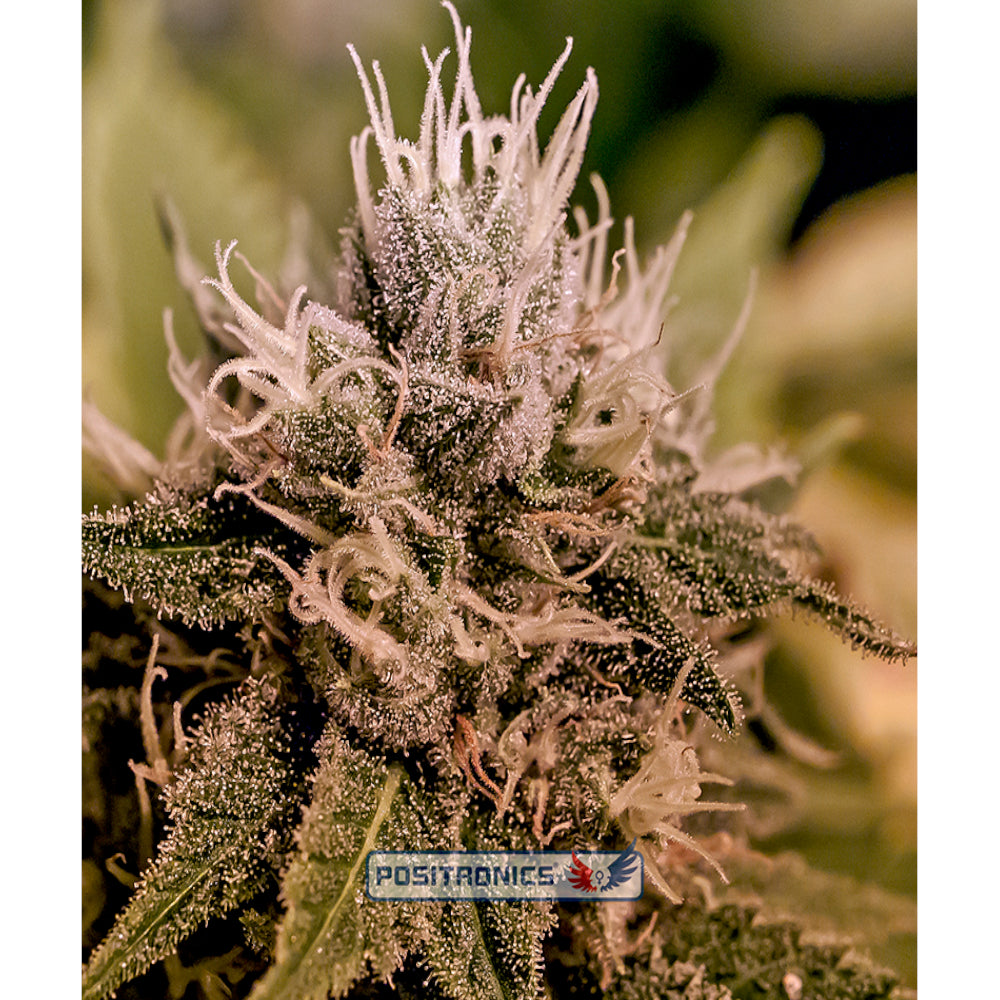 Jack Diesel Express
