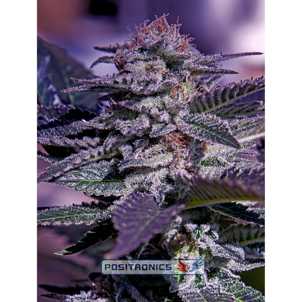 Kush Express