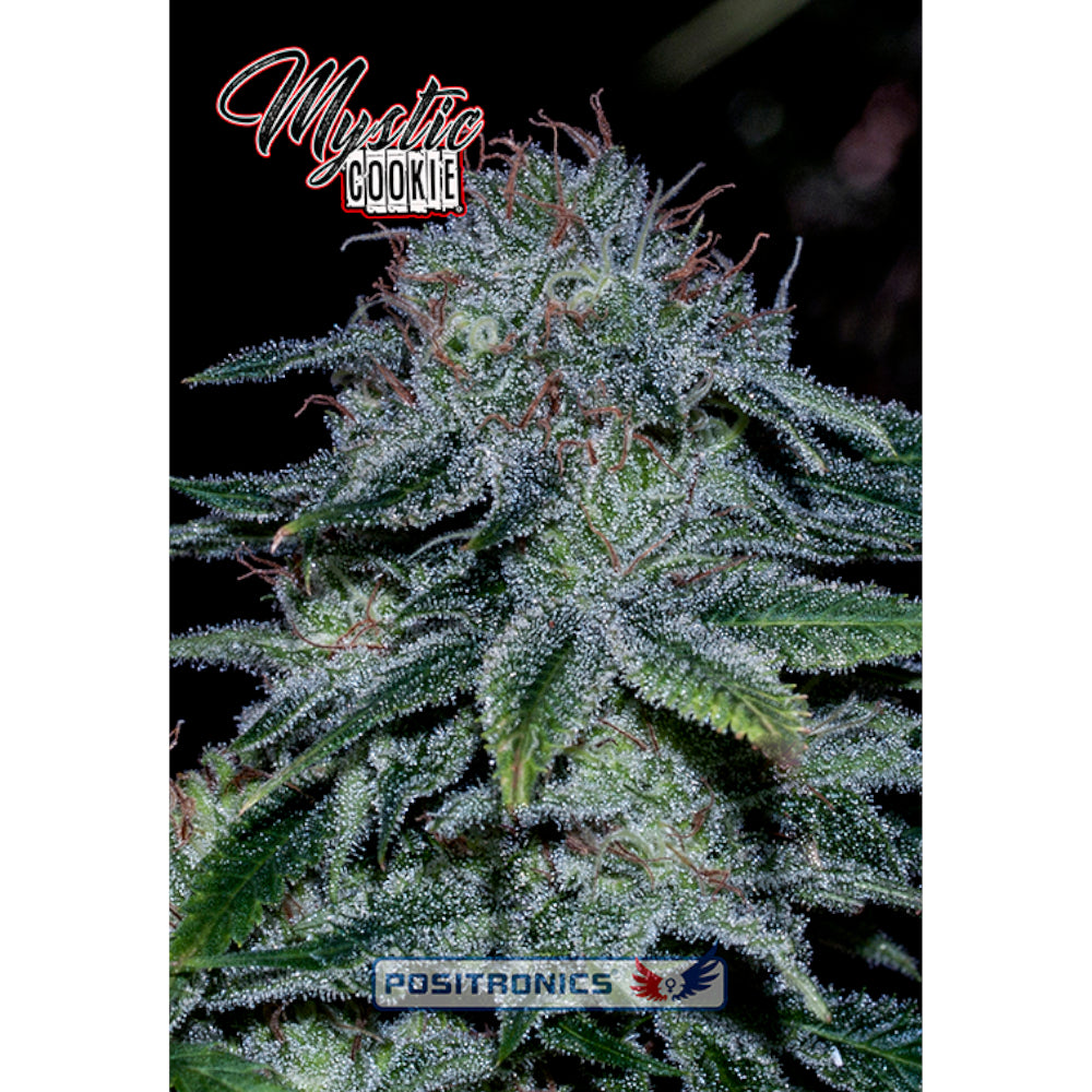 Mystic Cookie