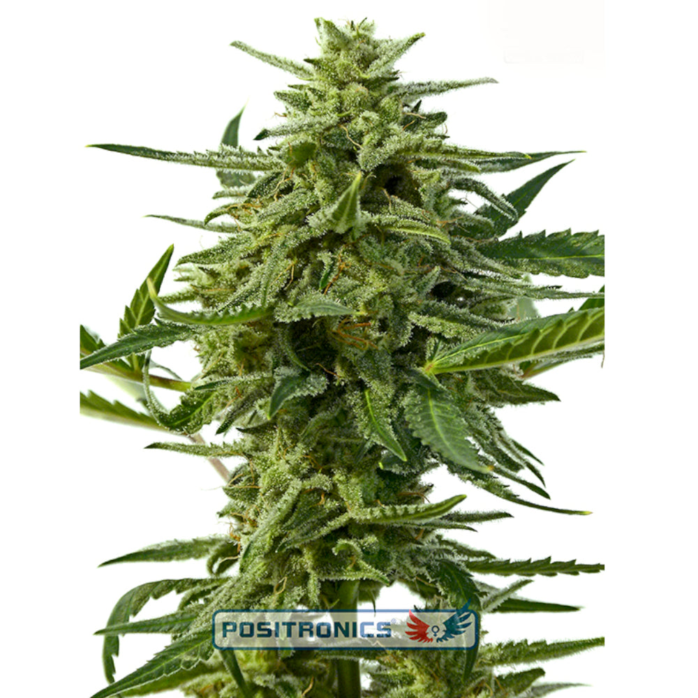 Northern Haze Express
