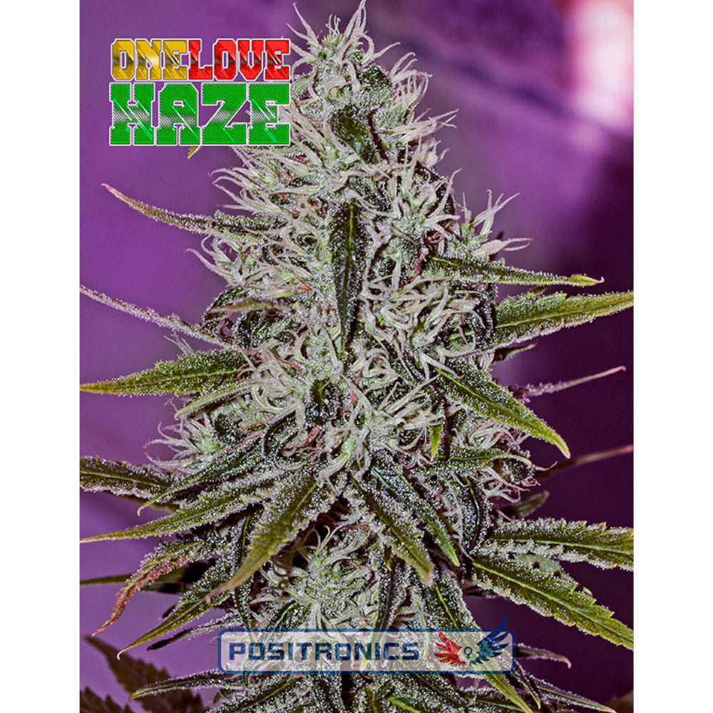 One Love Haze