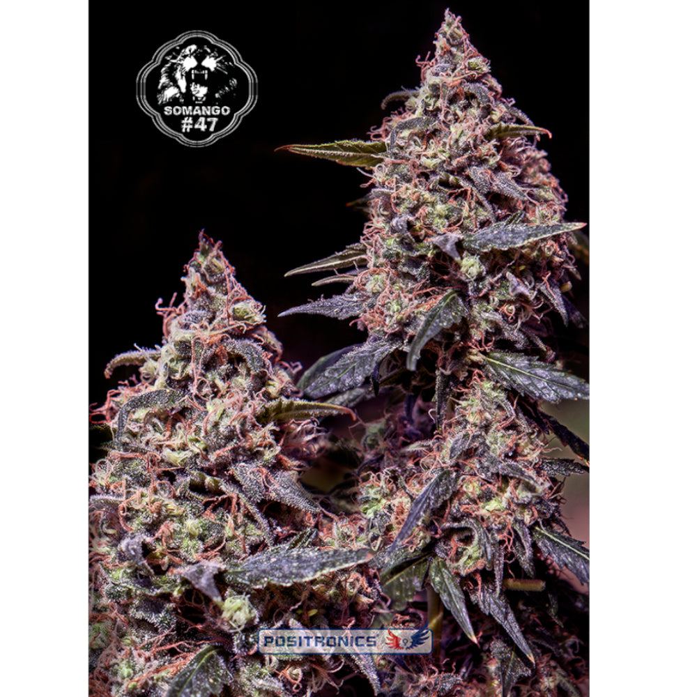 Somango No-47