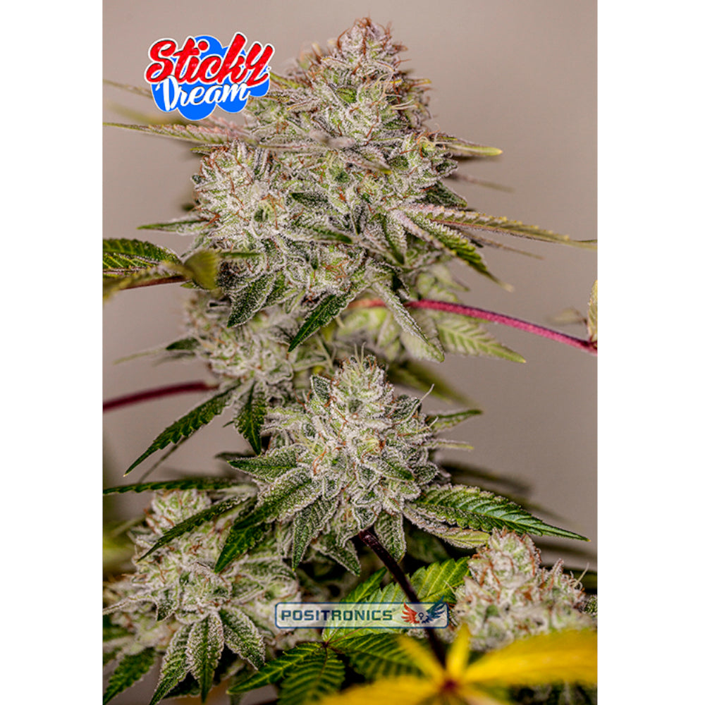 Sticky Dream