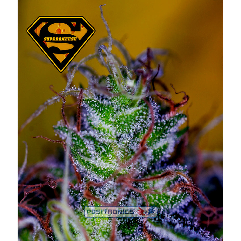 Supercheese