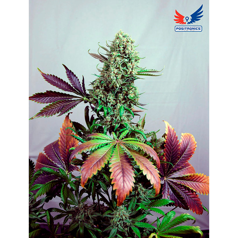 Purple Haze No-1