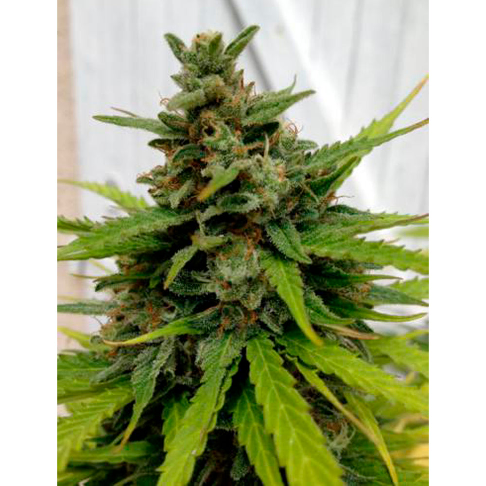 Auto Critical