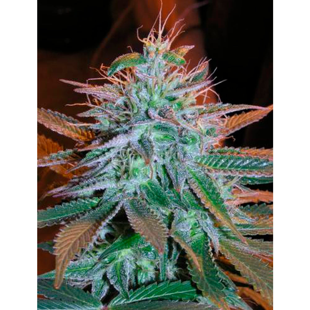 Auto New Yor Diesel