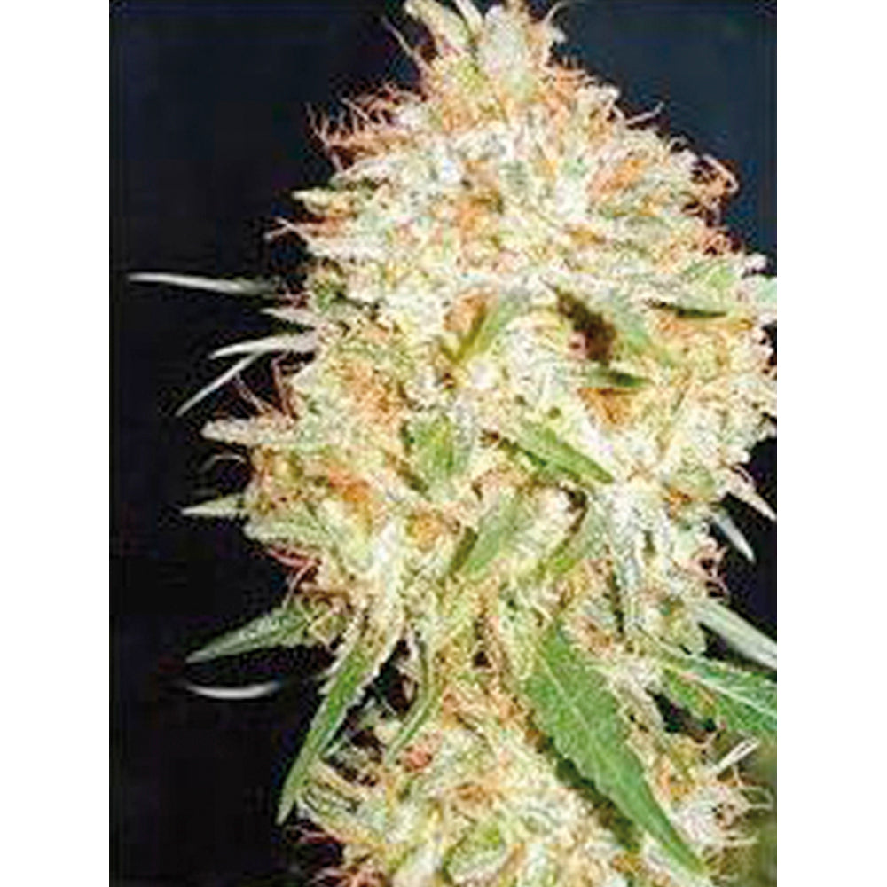 Critical Widow