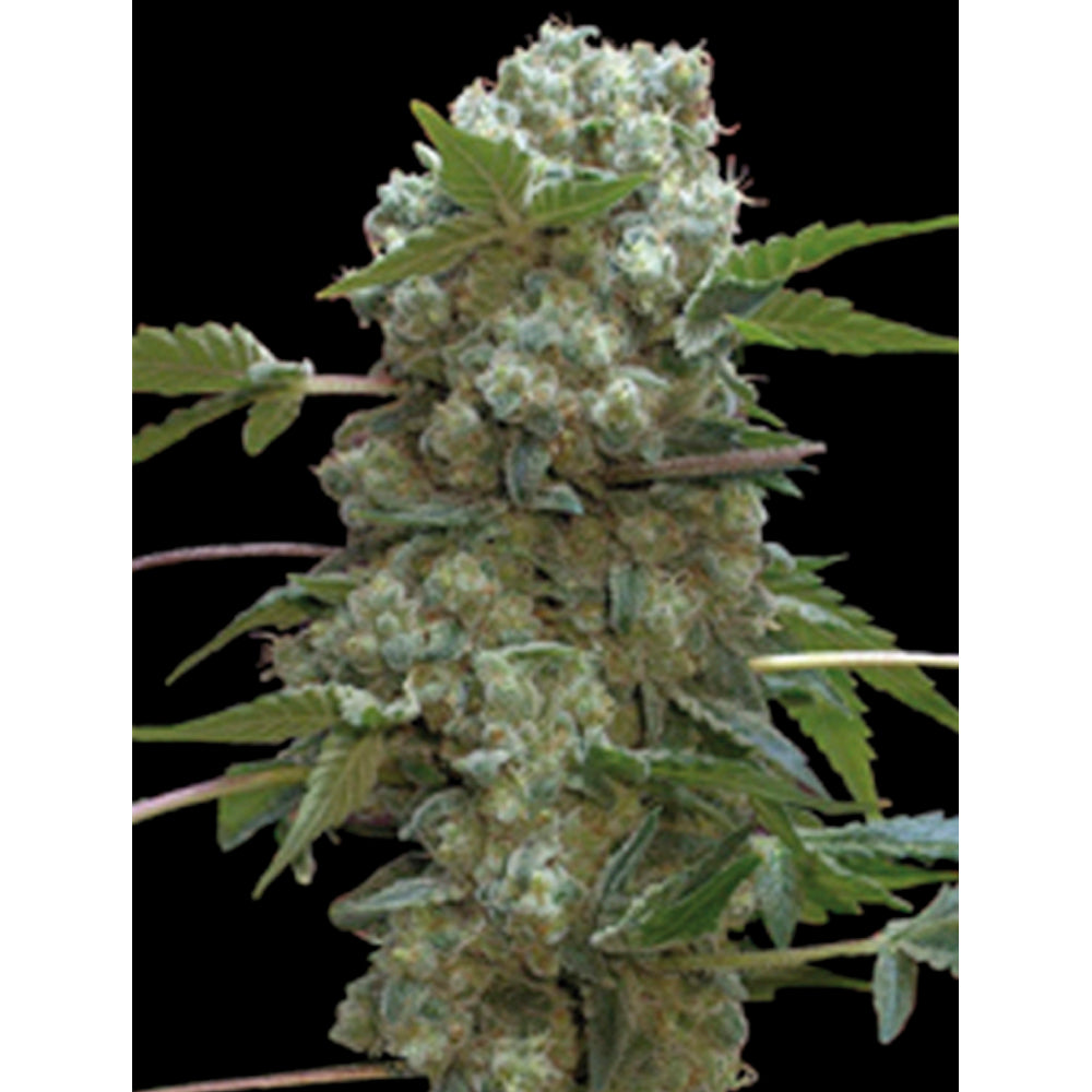 Doble AK-47