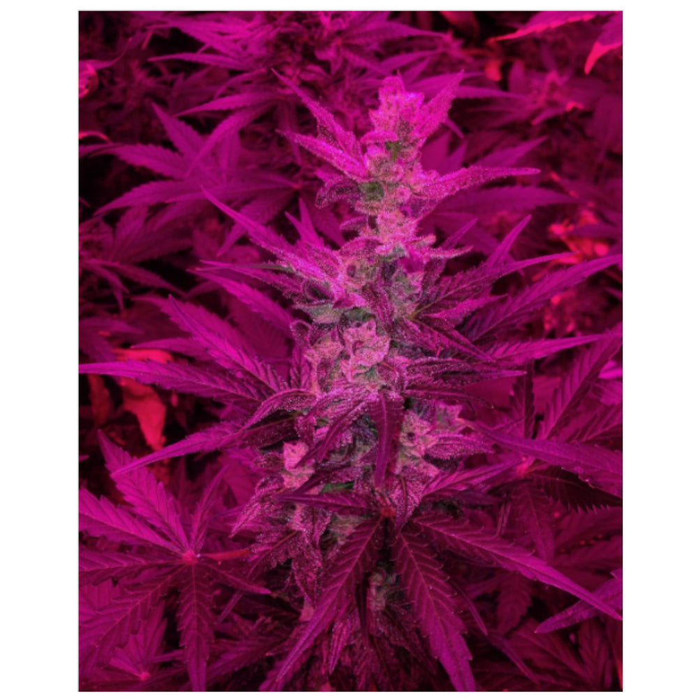 Auto Cahuita Kush