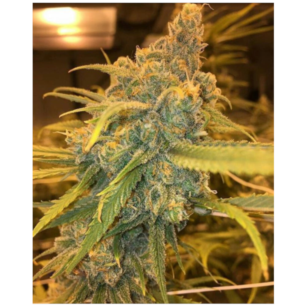 Cahuita Kush