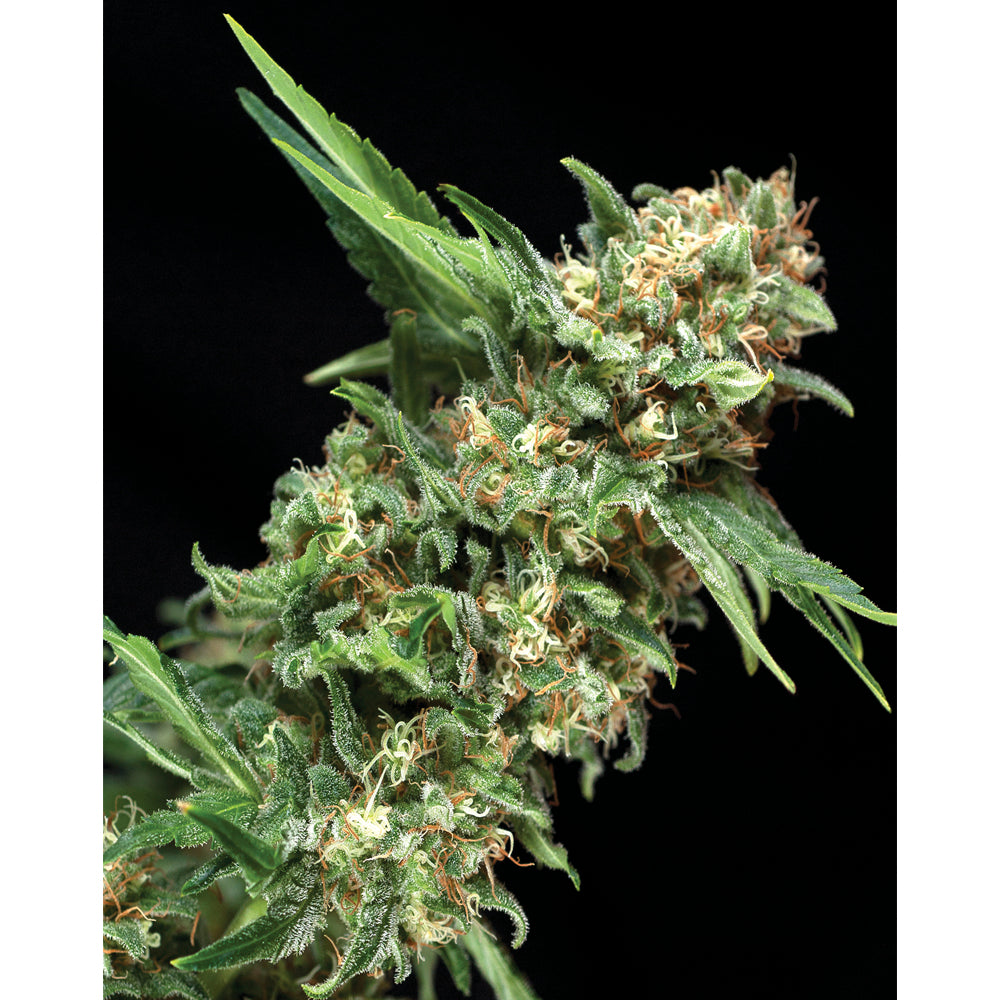 Alpujarreña 50+20