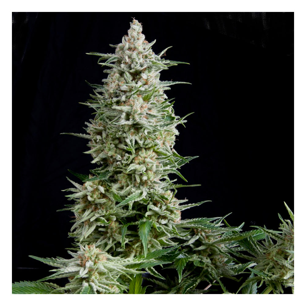 Amnesia Gold