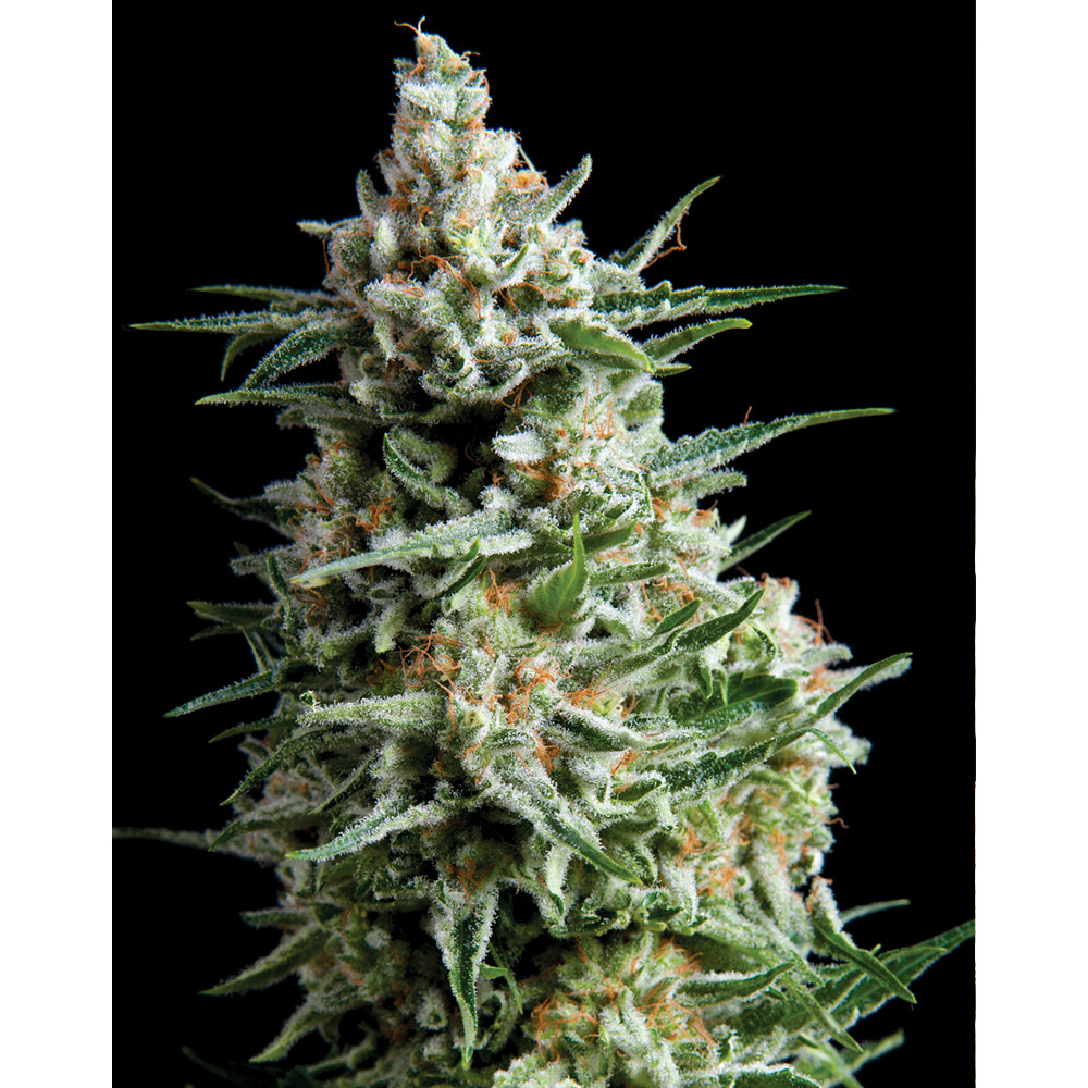 Anesthesia 50+20