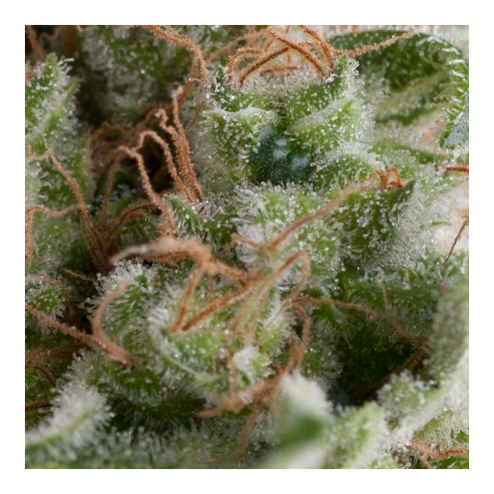 Auto American Pie 50+20
