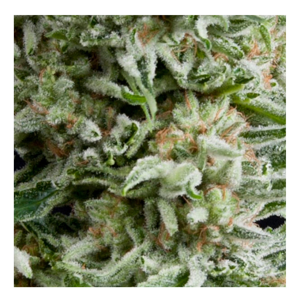 Auto Amnesia Gold 50+20