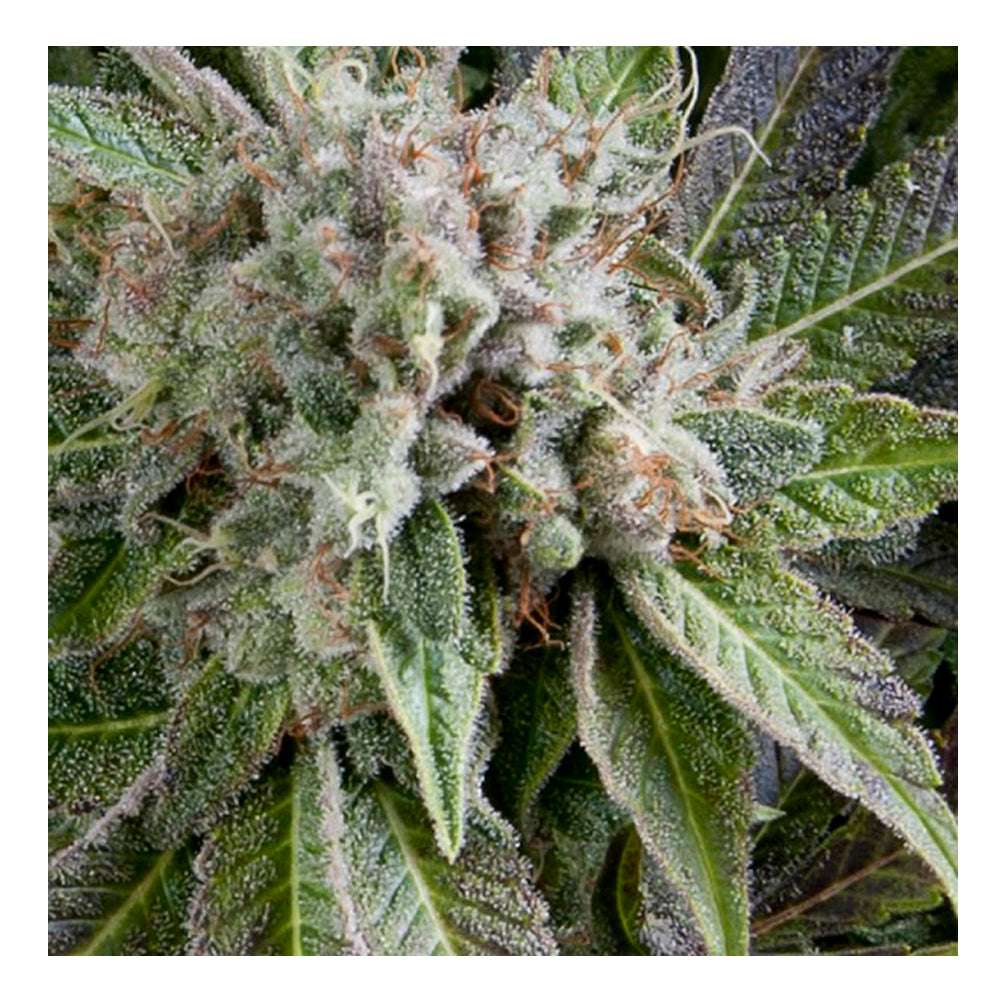Auto Blue Pyramid