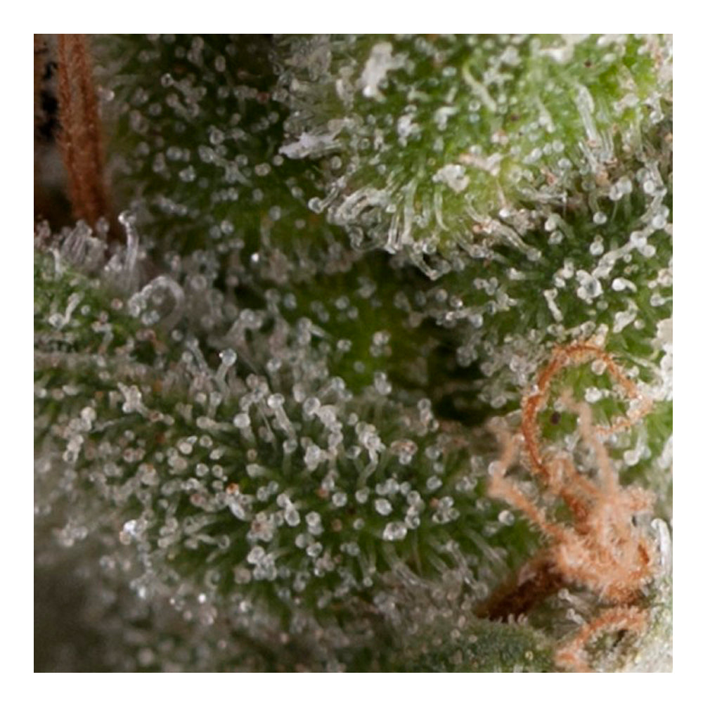 Auto Fresh Candy 50+20