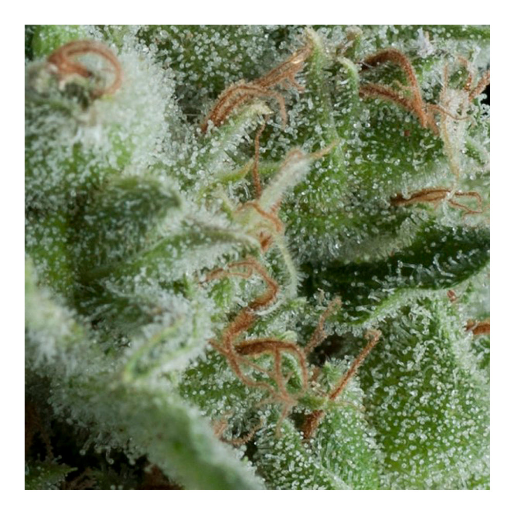Auto Kryptonite 50+20