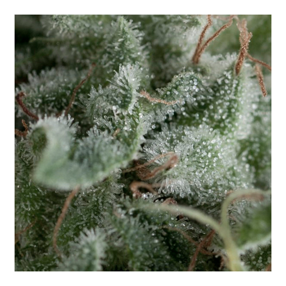 Auto Nefertiti 50+20