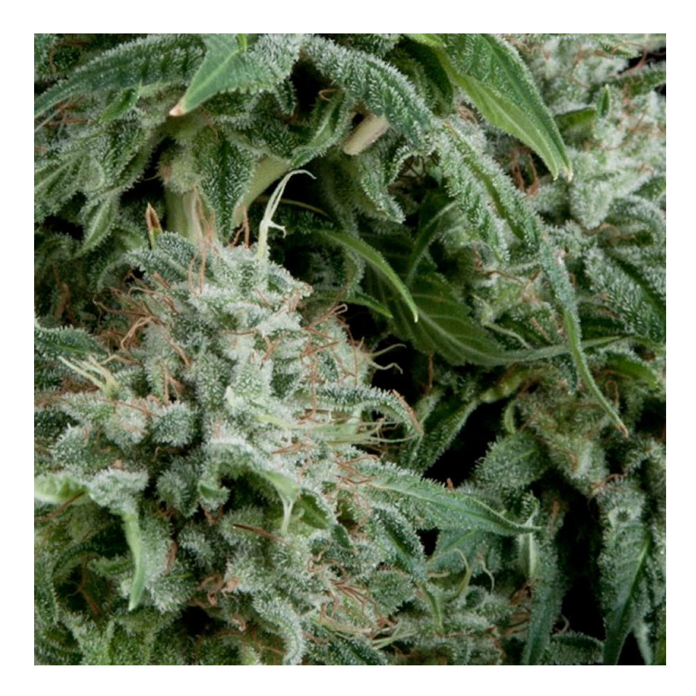 Auto Northern Lights