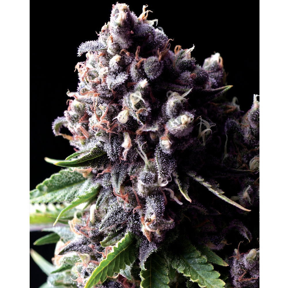 Auto Purple