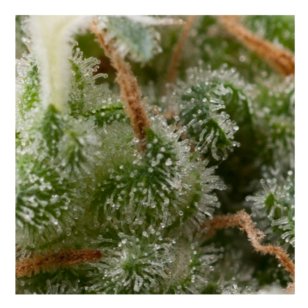 Auto Super Hash 50+20