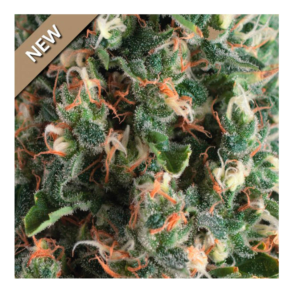 Auto Super OG Kush 50+20