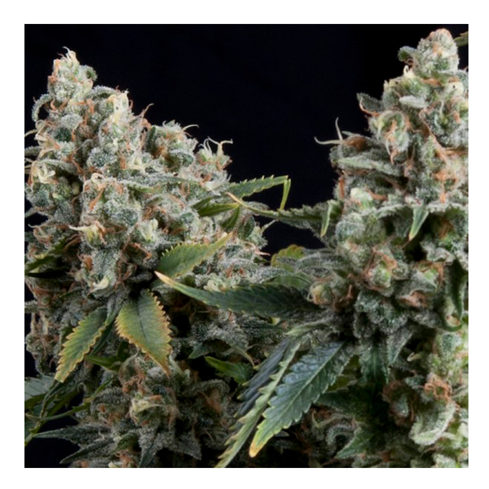 Auto Tutankhamon