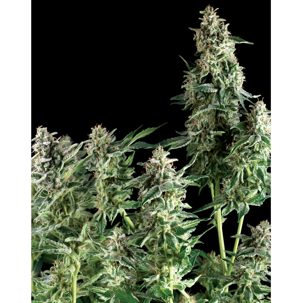 Northern Lights 50+20