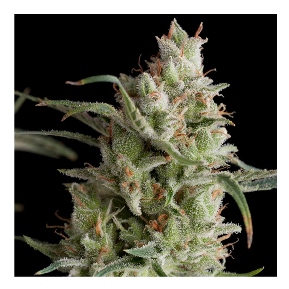 Super OG Kush 50+20