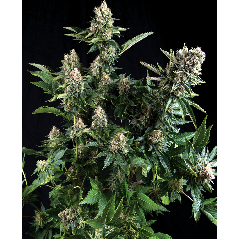 White Widow 50+20