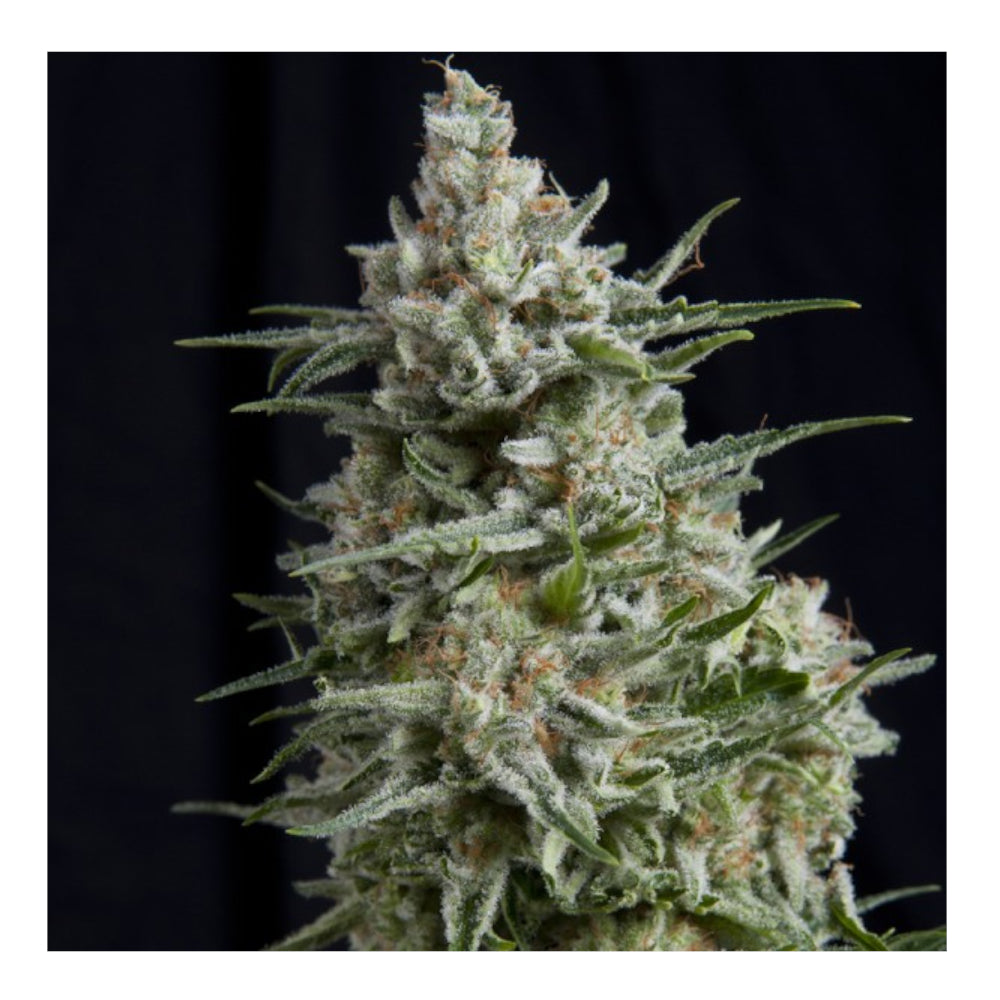 Anesthesia CBD