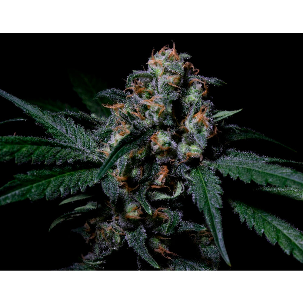 Negra 44