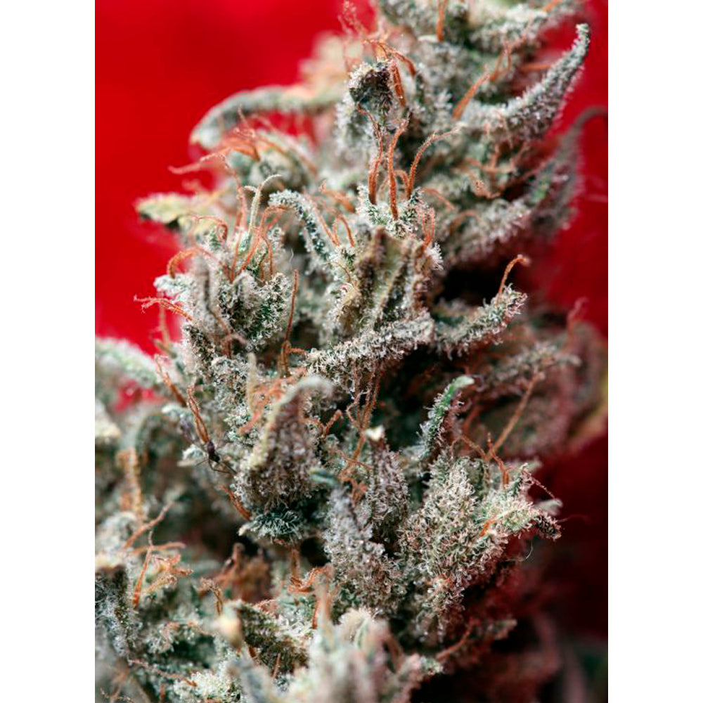 O´Haze Red
