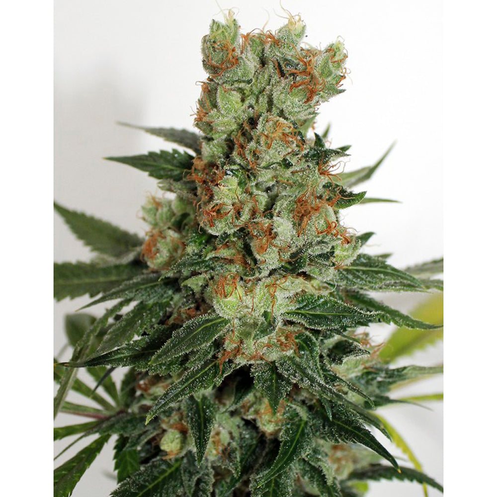 Fuel Og