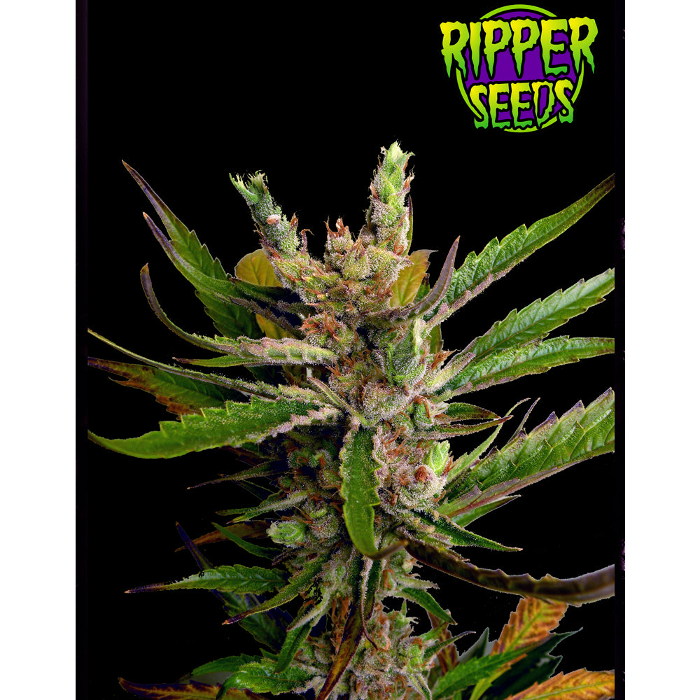Ripper Haze