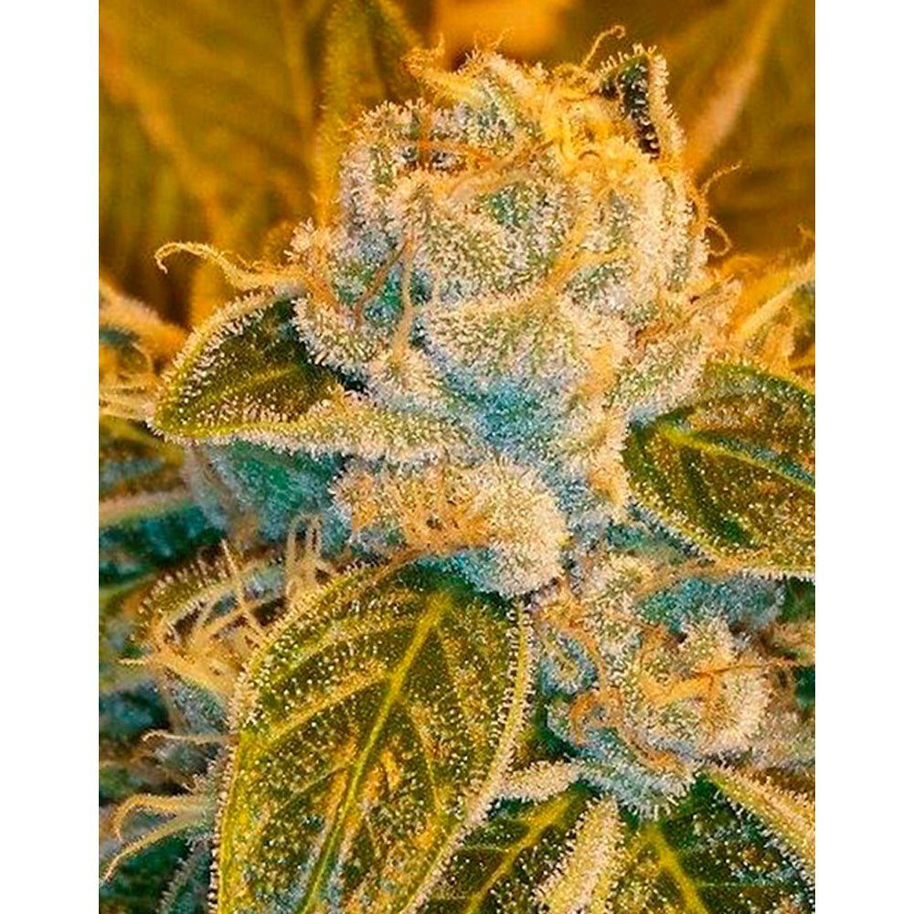 Sour Ripper