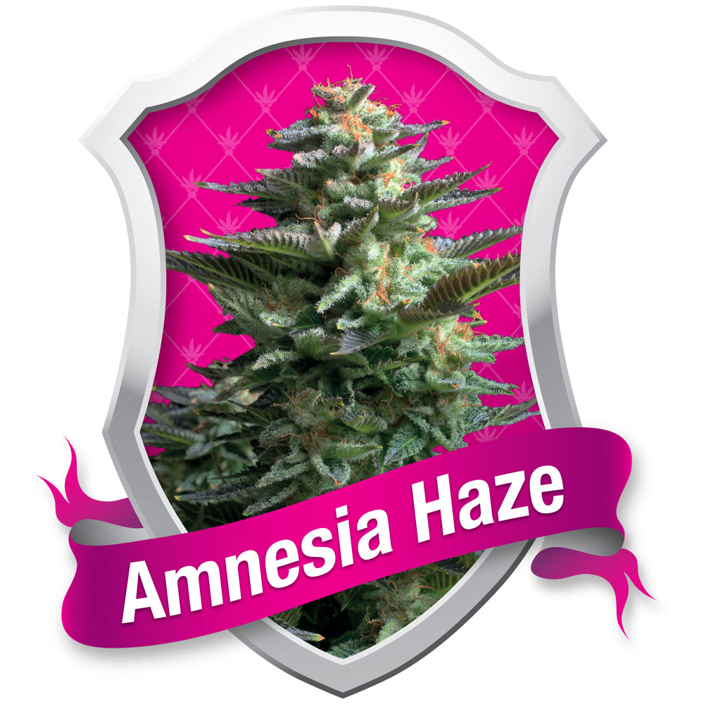 Amnesia Haze