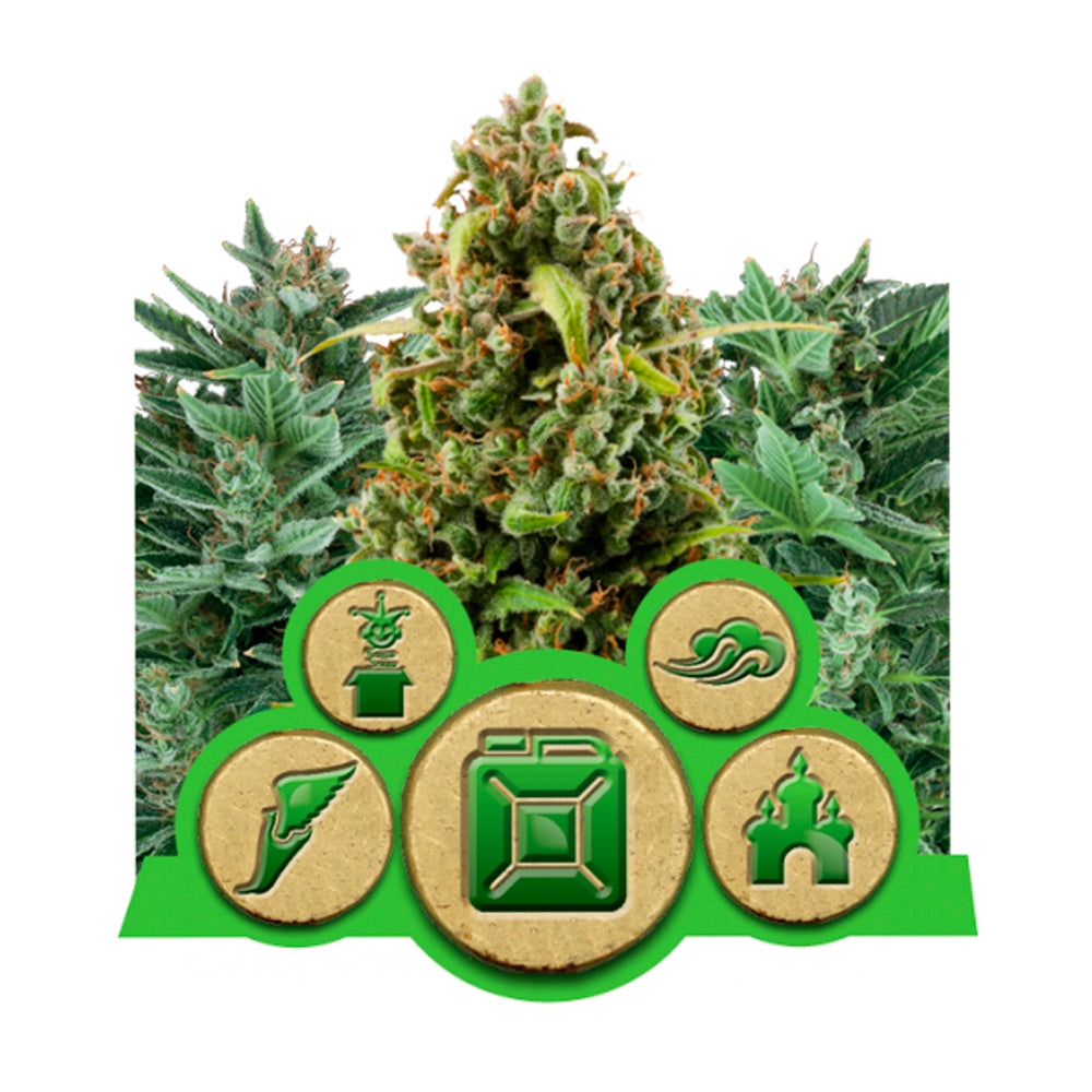Autoflowering Outdoor Mix